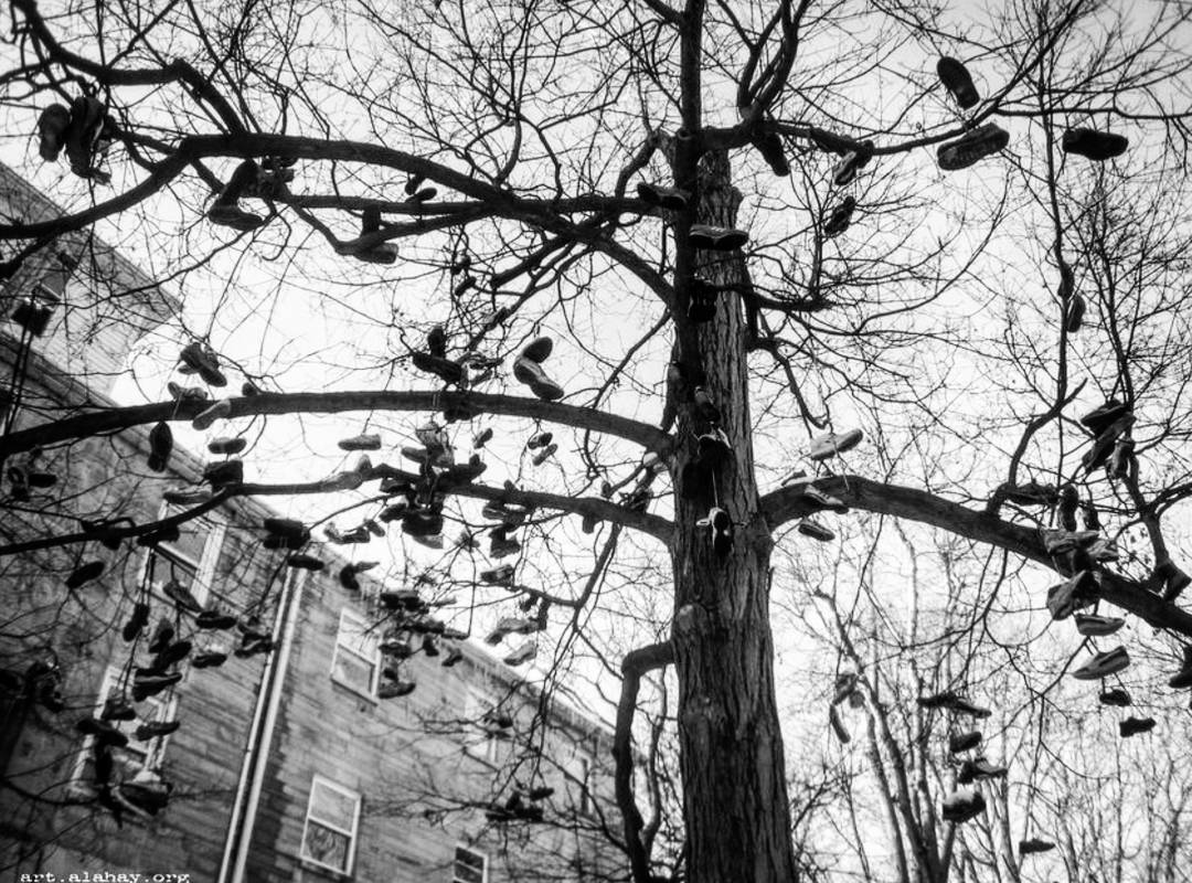  shoe  tree .   treeporn  shoes  scarpe chaussures... more monochrome photography at http://bnw.alahay.org