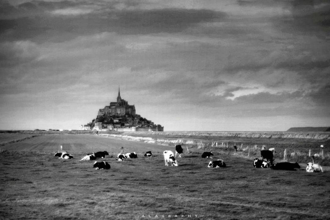 Les  vaches de mont St Michel ... more monochrome photography at http://bnw.alahay.org