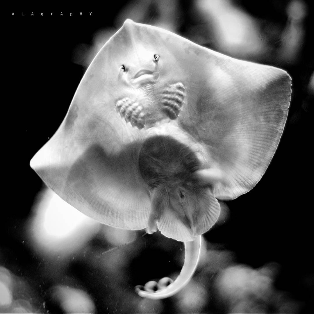 I just came to say  hello  HELLO ... more monochrome photography at http://bnw.alahay.org