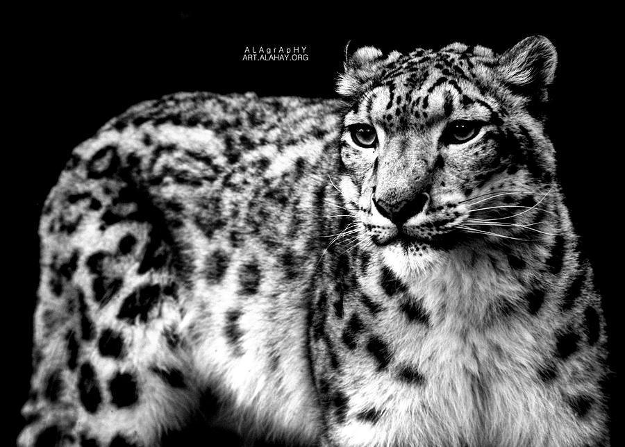 We are living in  fast times.  What a  beauty,  wh... more monochrome photography at http://bnw.alahay.org