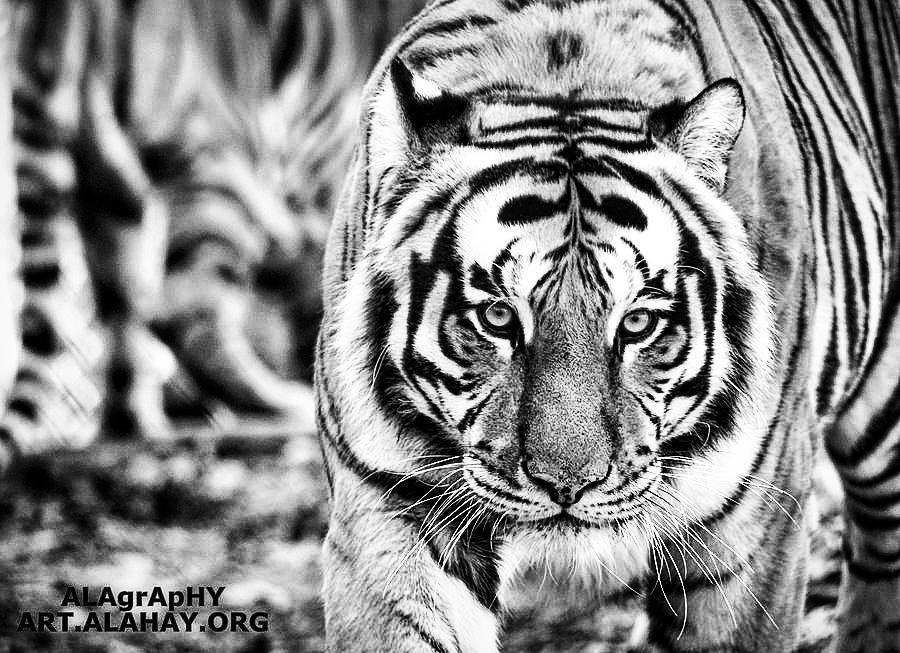  striped  animale  earthportraits  portraitmood  m... more monochrome photography at http://bnw.alahay.org
