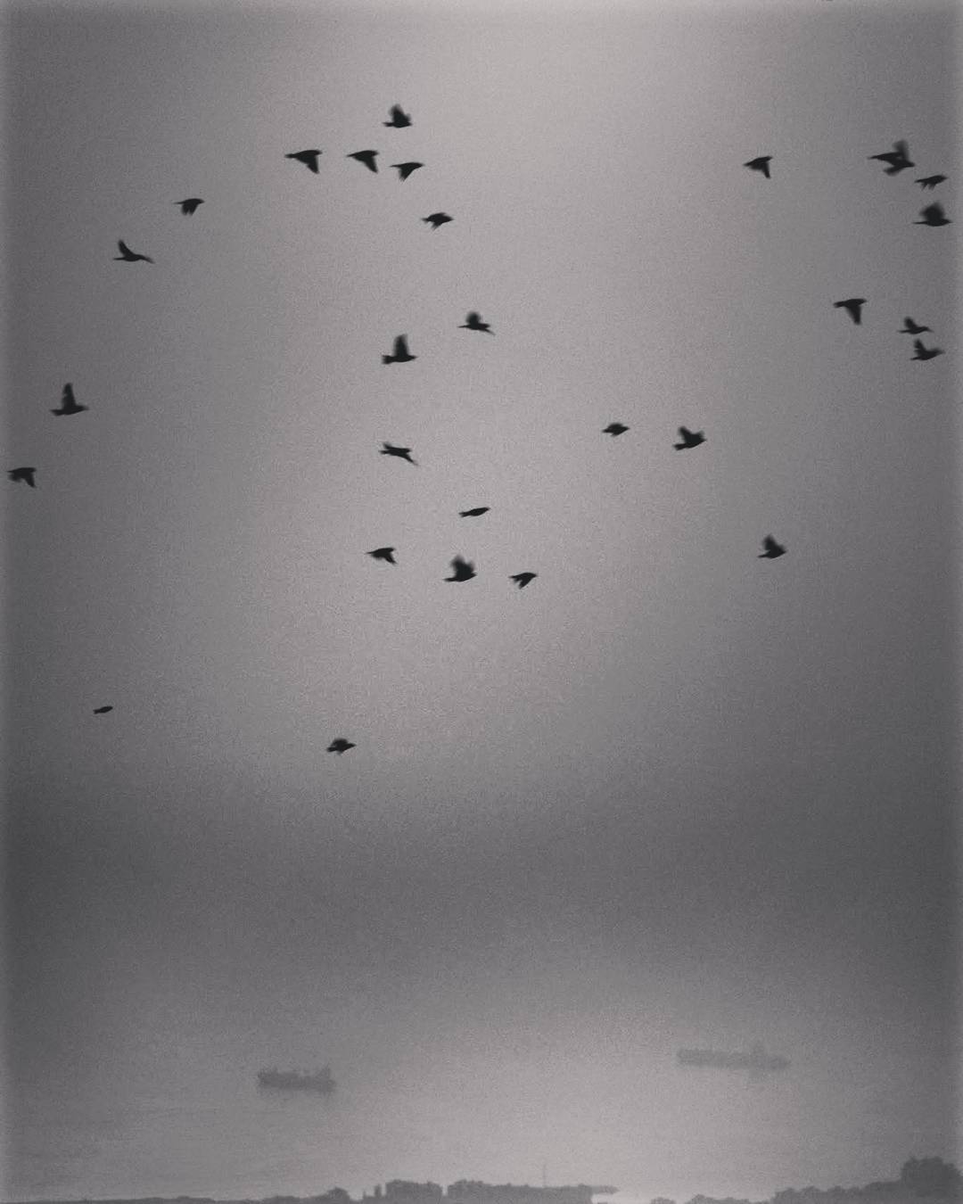  fog  landscape  birds  photooftheday  picoftheday... more monochrome photography at http://bnw.alahay.org