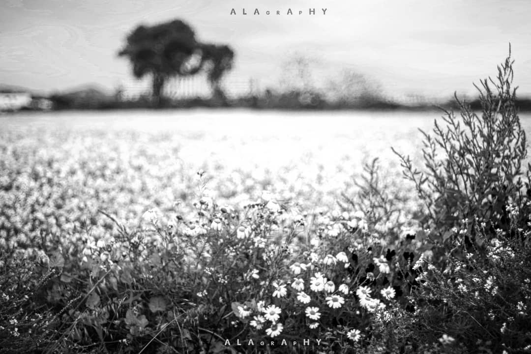 . A bed of roses for you to sleep on in the mind o... more monochrome photography at http://bnw.alahay.org