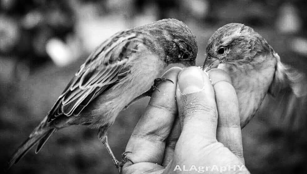 Back when I used to feed birds .  birds  birdsofin... more monochrome photography at http://bnw.alahay.org
