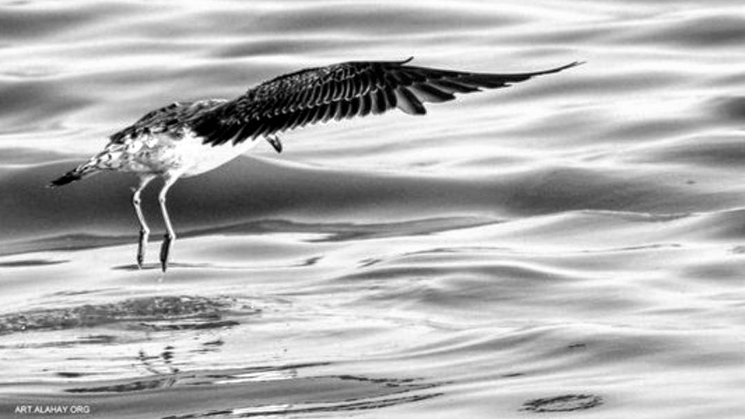  dance me to the  beauty of a burning  desire  cap... more monochrome photography at http://bnw.alahay.org