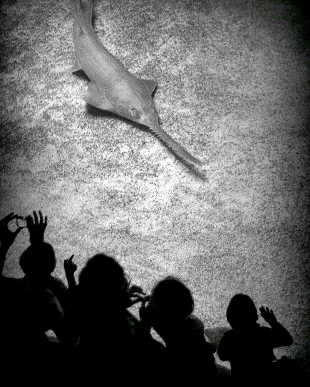  man and the  shark .   aquarium  fish  blackandwh... more monochrome photography at http://bnw.alahay.org