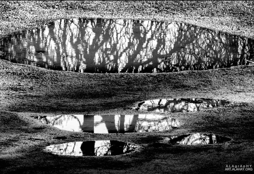 Is the  reflection of a  tree,   tree? What about ... more monochrome photography at http://bnw.alahay.org