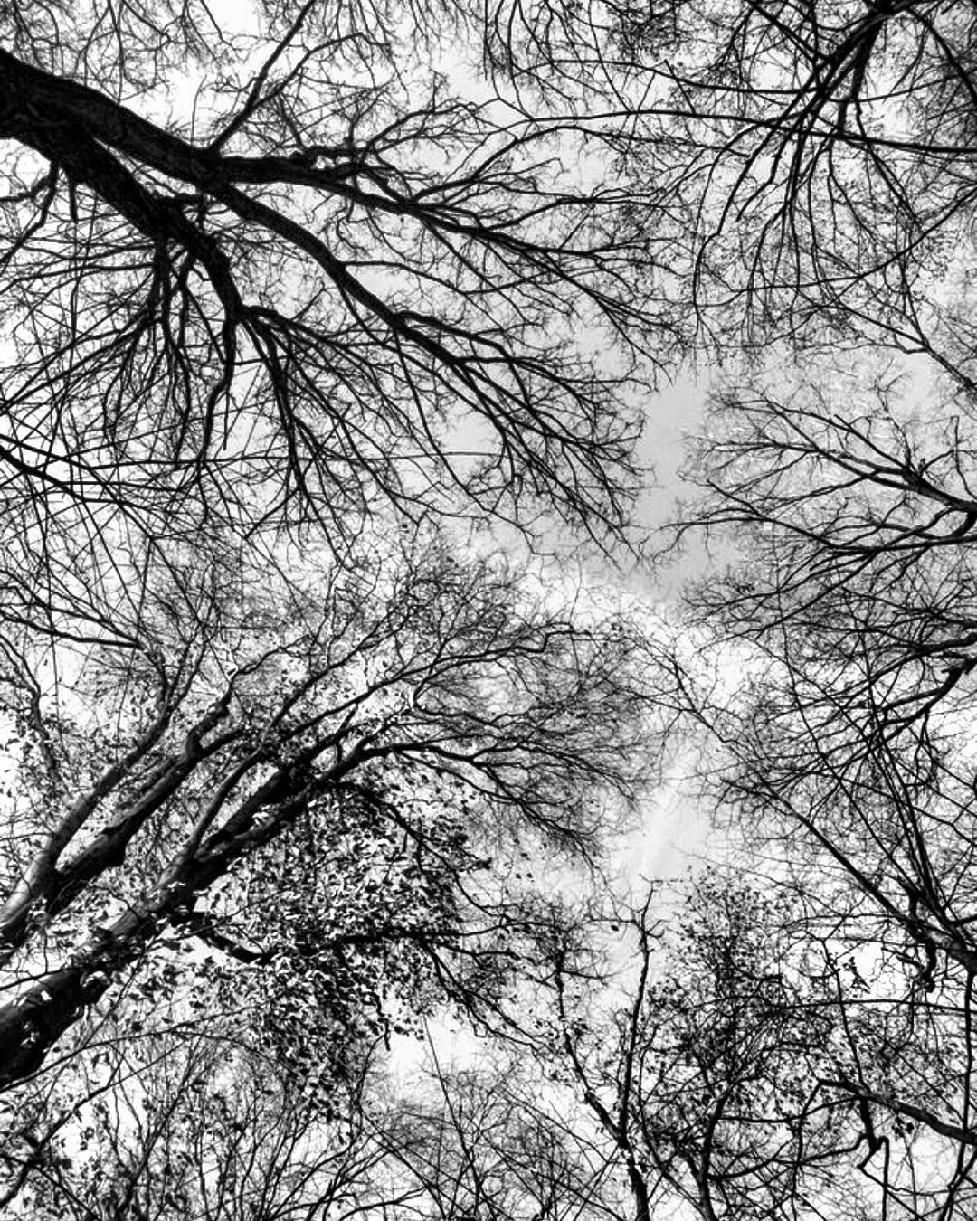 All plants are connected,  why aren't we?  treepor... more monochrome photography at http://bnw.alahay.org