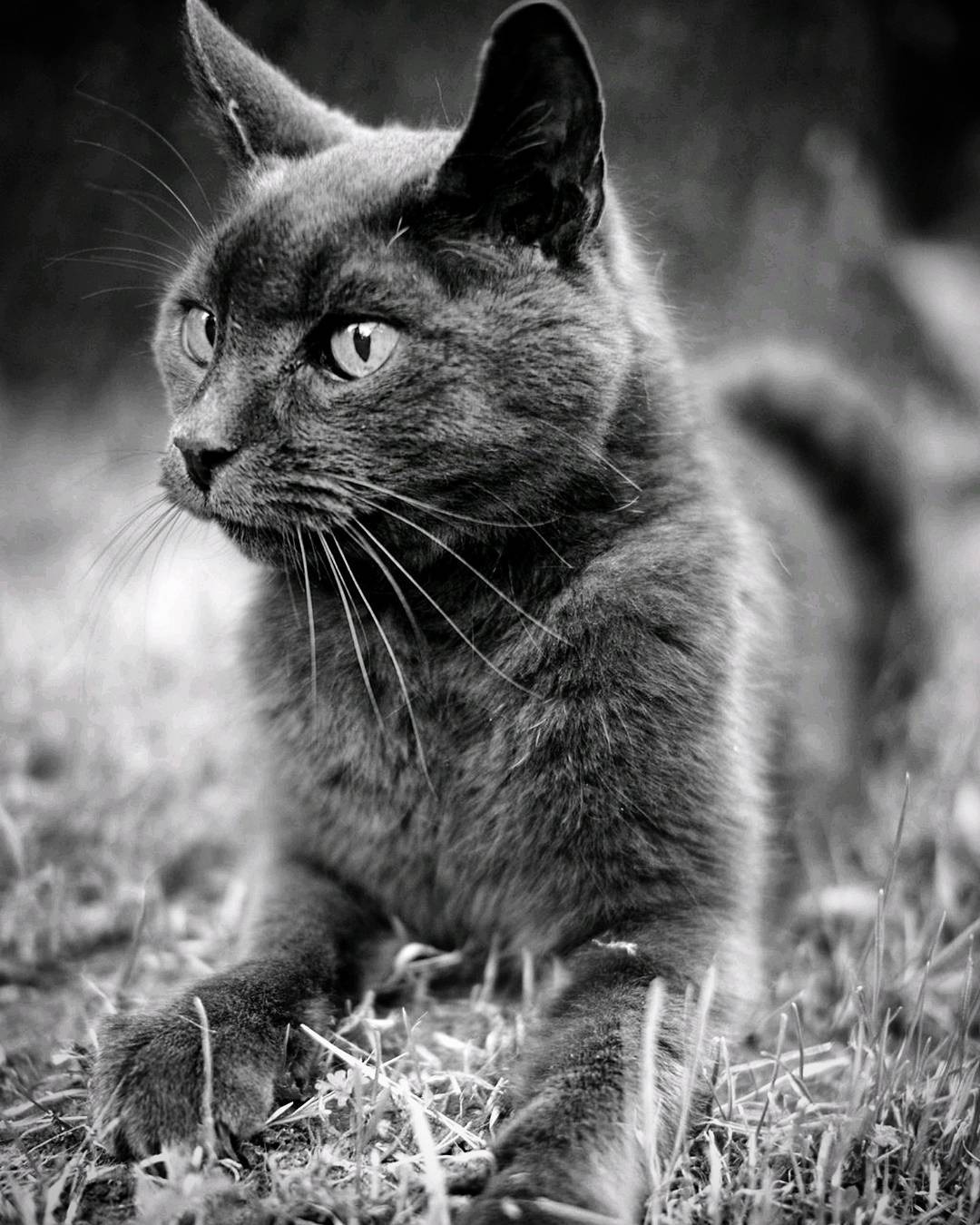 Cats used to think they were gods during Egyptian ... more monochrome photography at http://bnw.alahay.org
