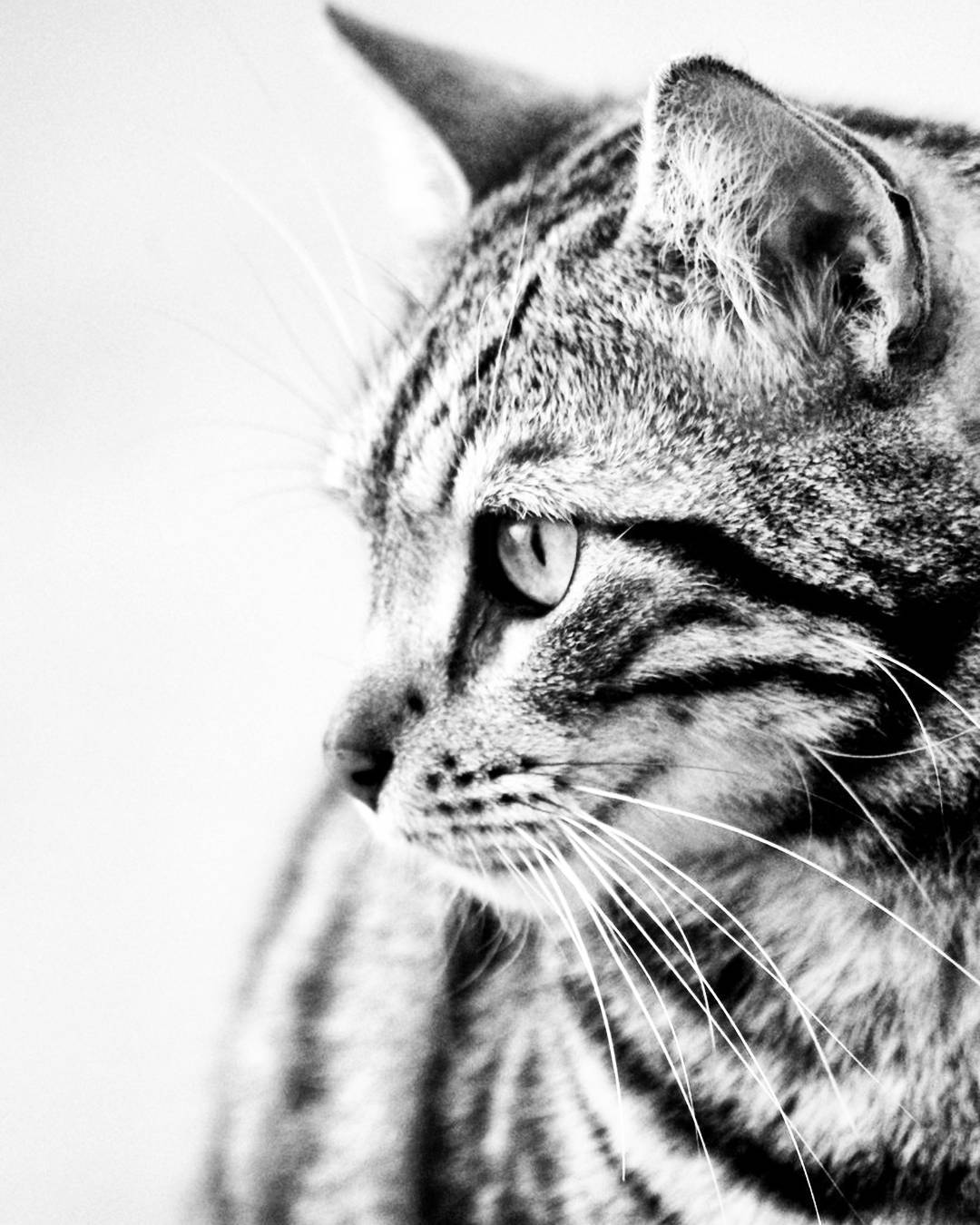 Excuse moi,  you asked for a  pussy? .  I hope the... more monochrome photography at http://bnw.alahay.org