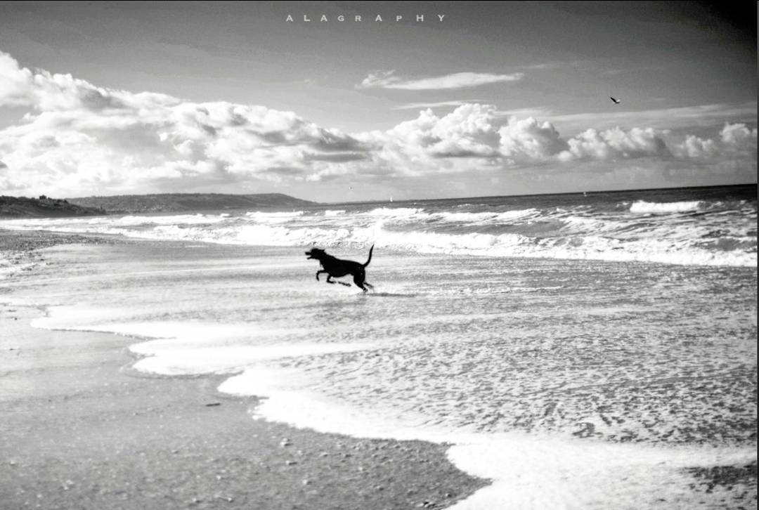 The happiest  dog in the world ... more monochrome photography at http://bnw.alahay.org