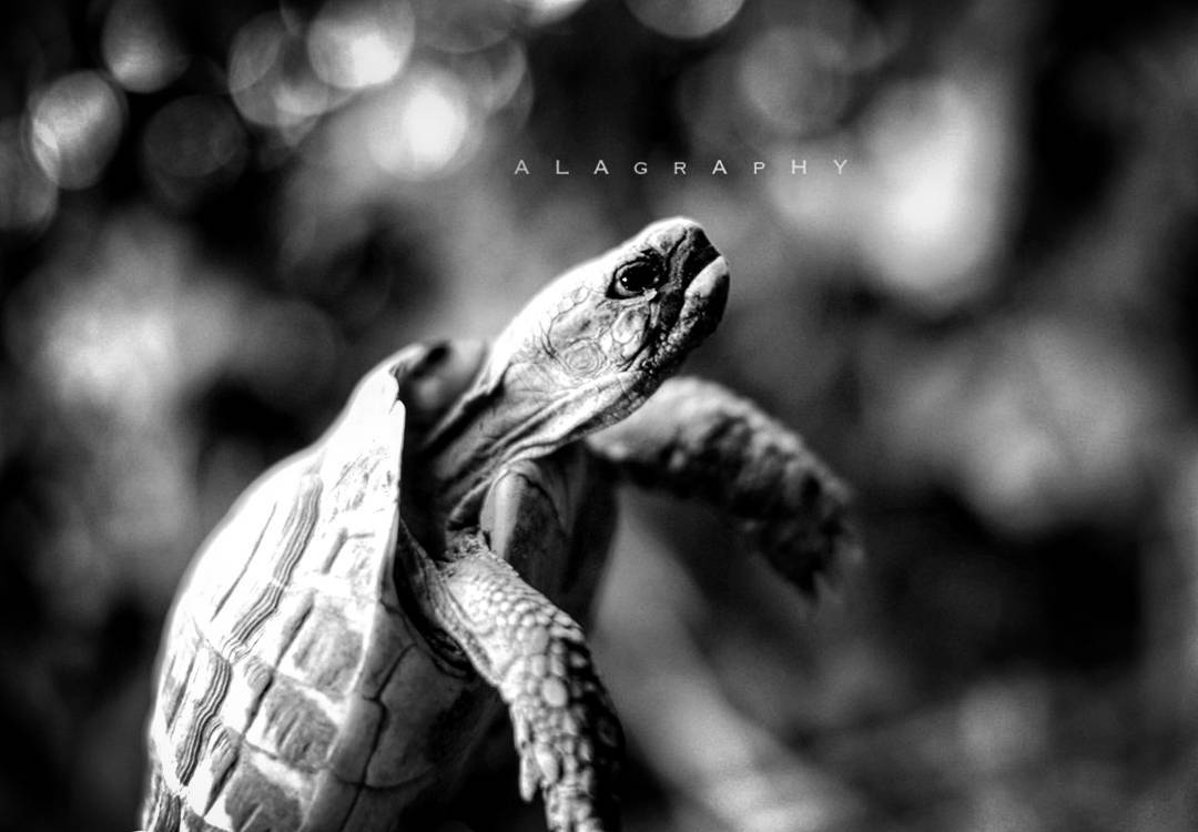 I  believe I can  fly... ... more monochrome photography at http://bnw.alahay.org