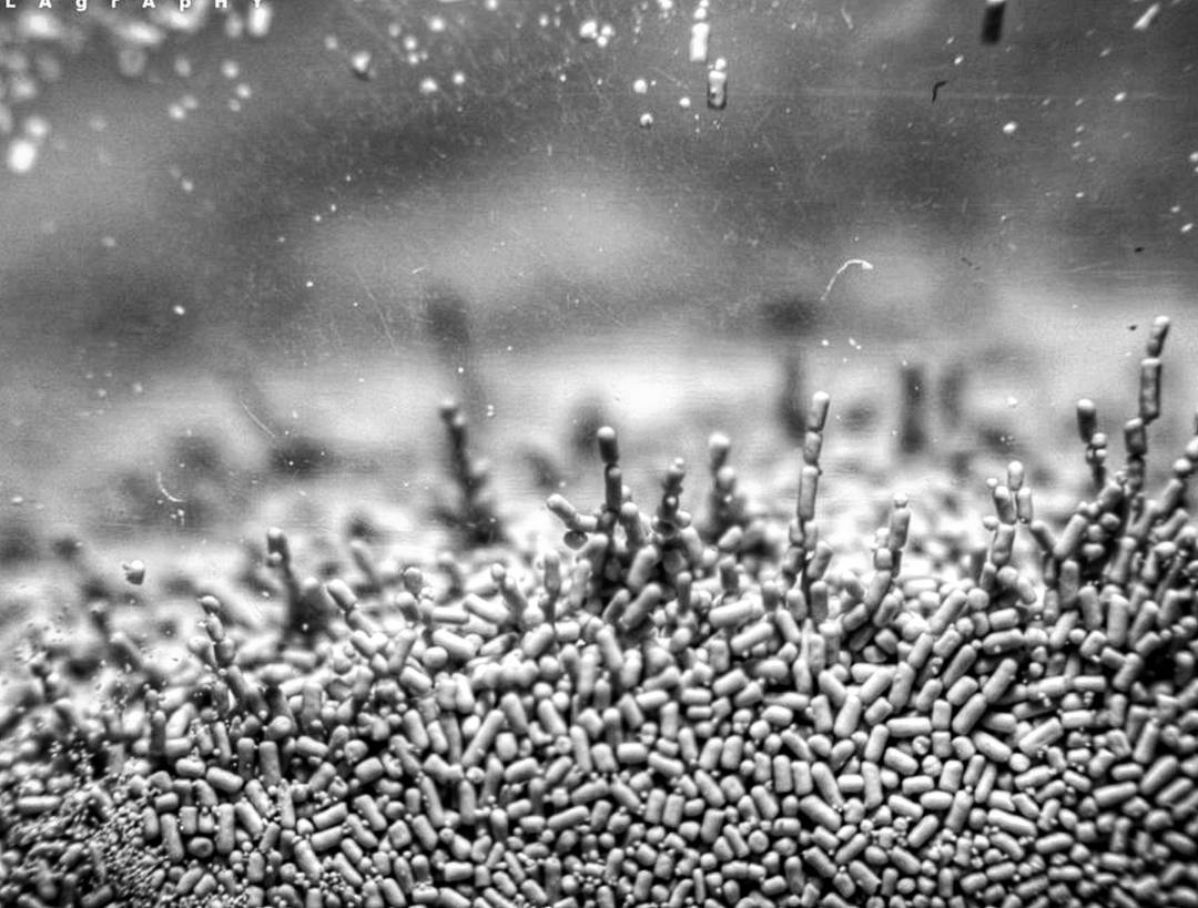  emergence  life ... more monochrome photography at http://bnw.alahay.org