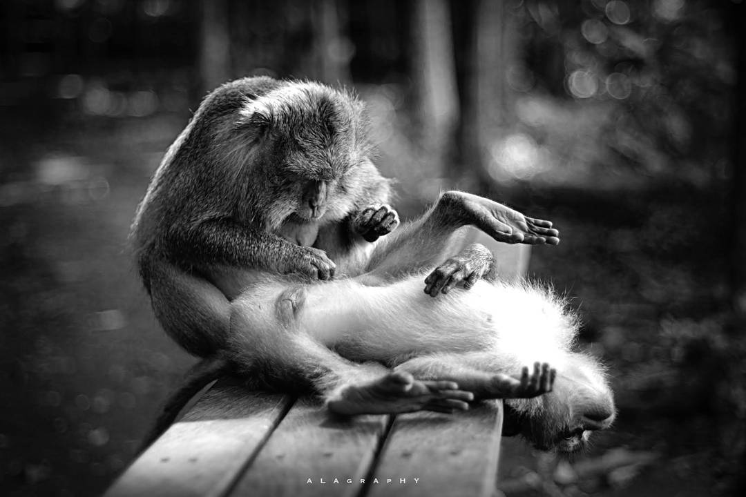 The art of  tickling ... more monochrome photography at http://bnw.alahay.org
