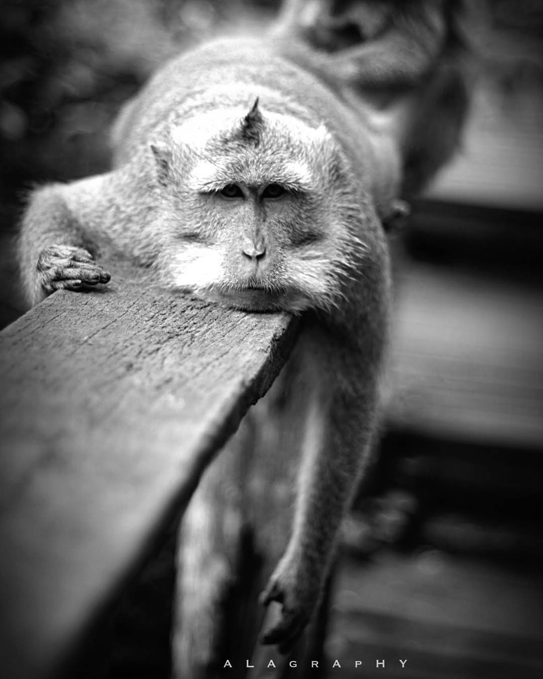  spa  massage ... more monochrome photography at http://bnw.alahay.org