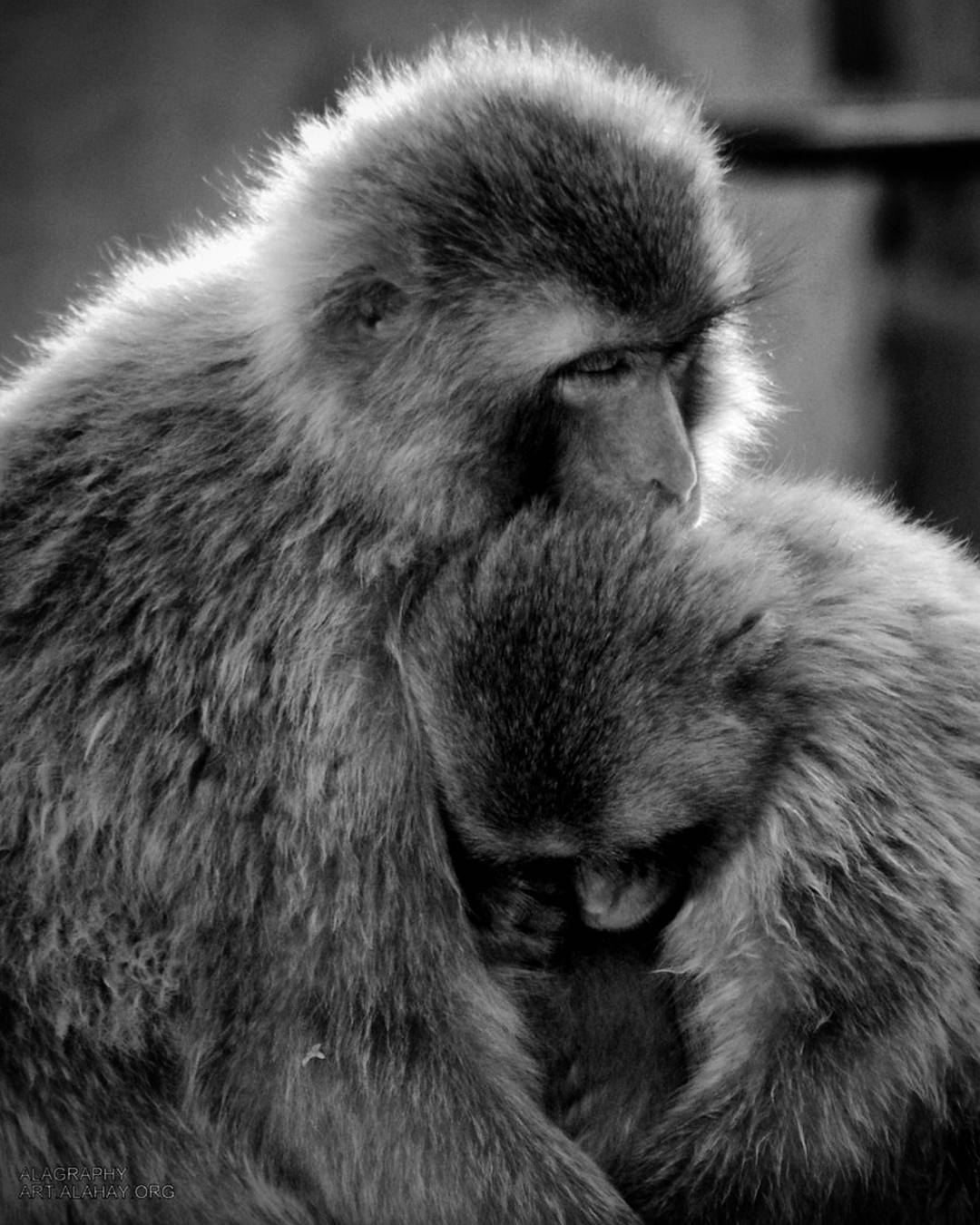  love is a social construct.  Perhaps,  true love ... more monochrome photography at http://bnw.alahay.org