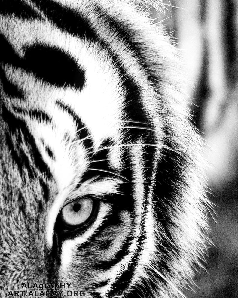 A 300 mm shot at the exotic feline rescue center i... more monochrome photography at http://bnw.alahay.org