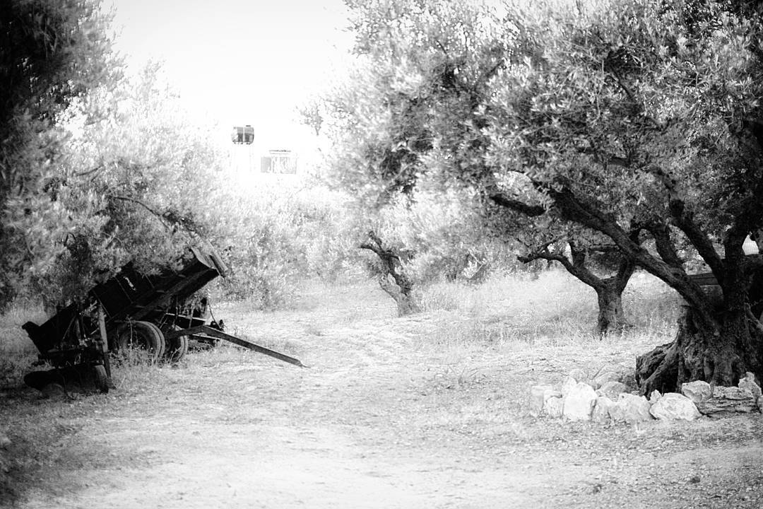 Open  letter of  apology.. Dear  Olivetrees,  firs... more monochrome photography at http://bnw.alahay.org