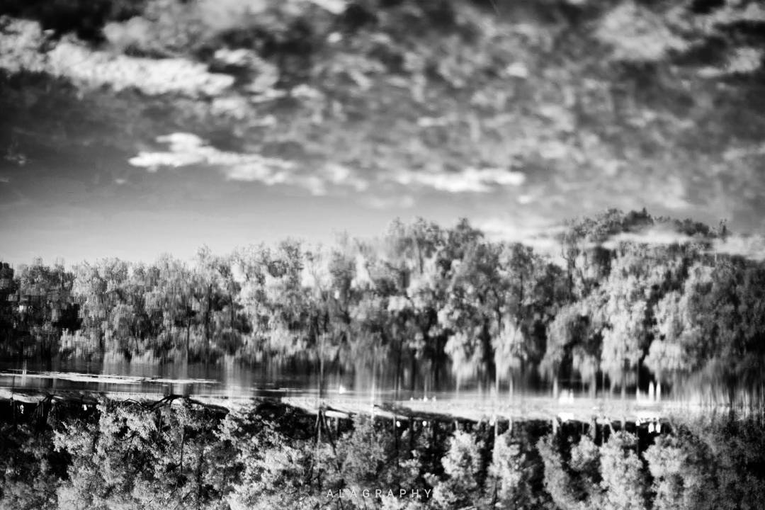 La  vida es un  sueno  sogno  rêve  treeporn  trav... more monochrome photography at http://bnw.alahay.org