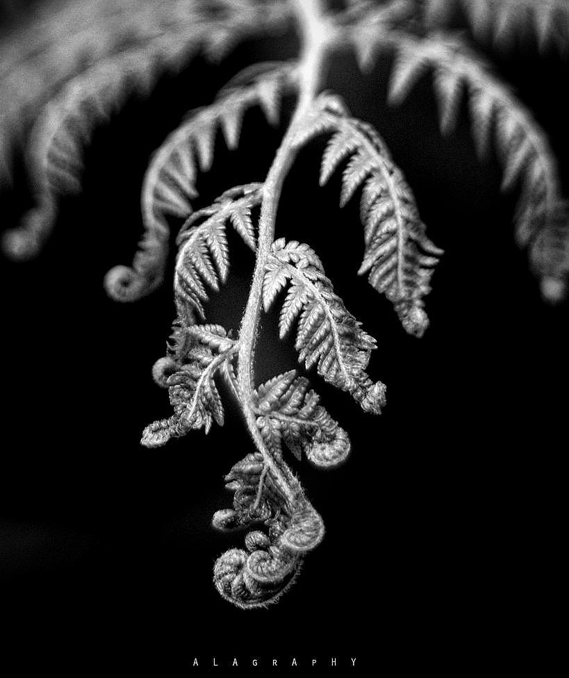  featured at the  artscience ISMB conference and i... more monochrome photography at http://bnw.alahay.org