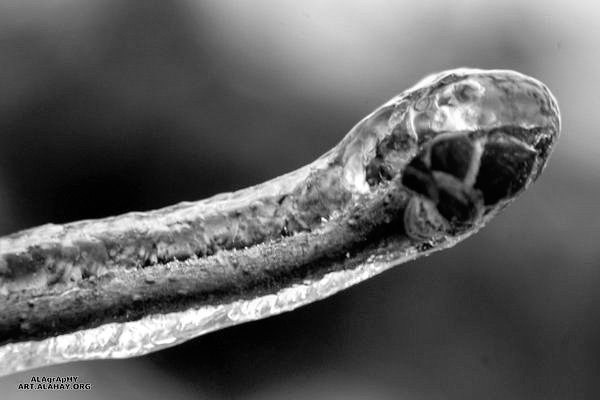 Aren't we all  frozen  buds waiting for a sunny  s... more monochrome photography at http://bnw.alahay.org