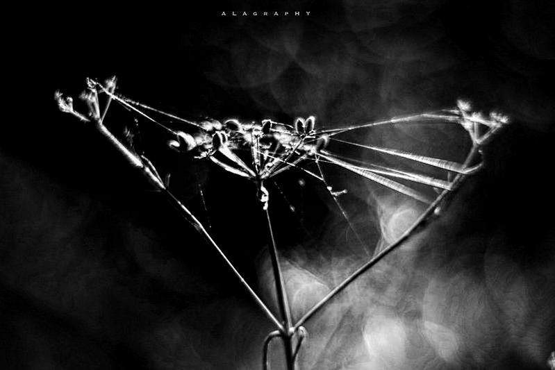 As humans we tend to give little attention to the ... more monochrome photography at http://bnw.alahay.org