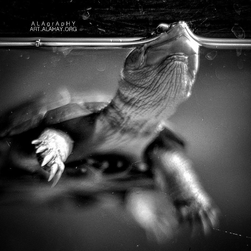  kissme I'm a frog  turtle.  Halfway through water... more monochrome photography at http://bnw.alahay.org
