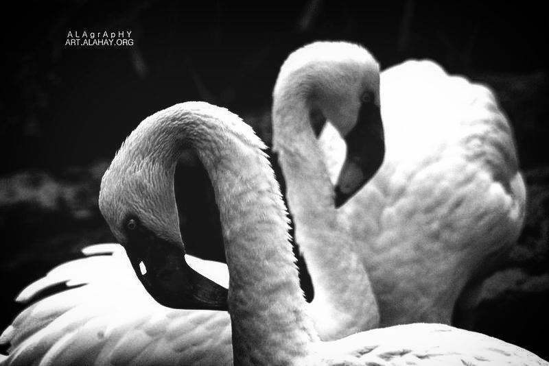 And above water  flamingo  birds  igers  bestofthe... more monochrome photography at http://bnw.alahay.org