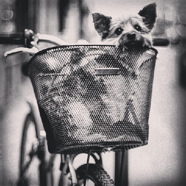 Say hello to my little friend  cute  bike  dog  pu... more monochrome photography at http://bnw.alahay.org