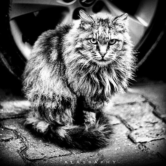 In ancient times cats used to be worshiped as gods... more monochrome photography at http://bnw.alahay.org