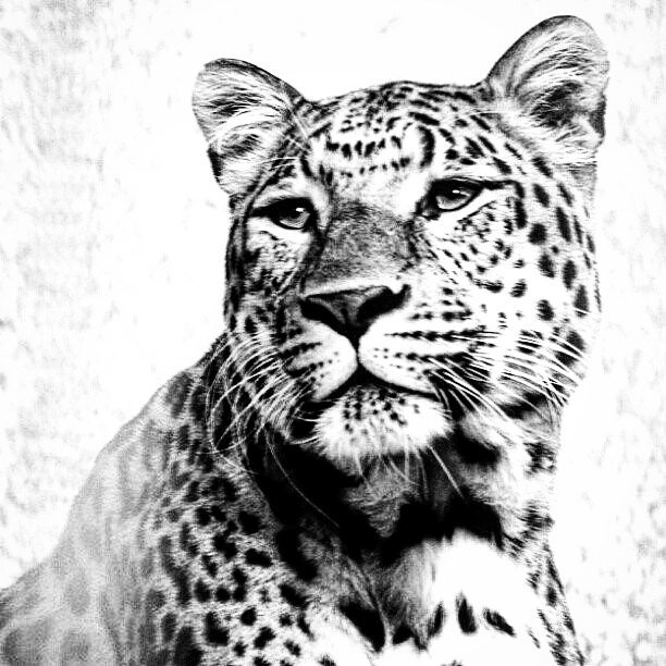 Tu que que me coma el  tigre  tigre...  tiger  ige... more monochrome photography at http://bnw.alahay.org