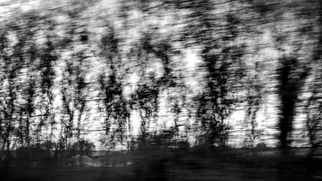 Trees in motion.  treeporn  abstract  abstractart... more monochrome photography at http://bnw.alahay.org