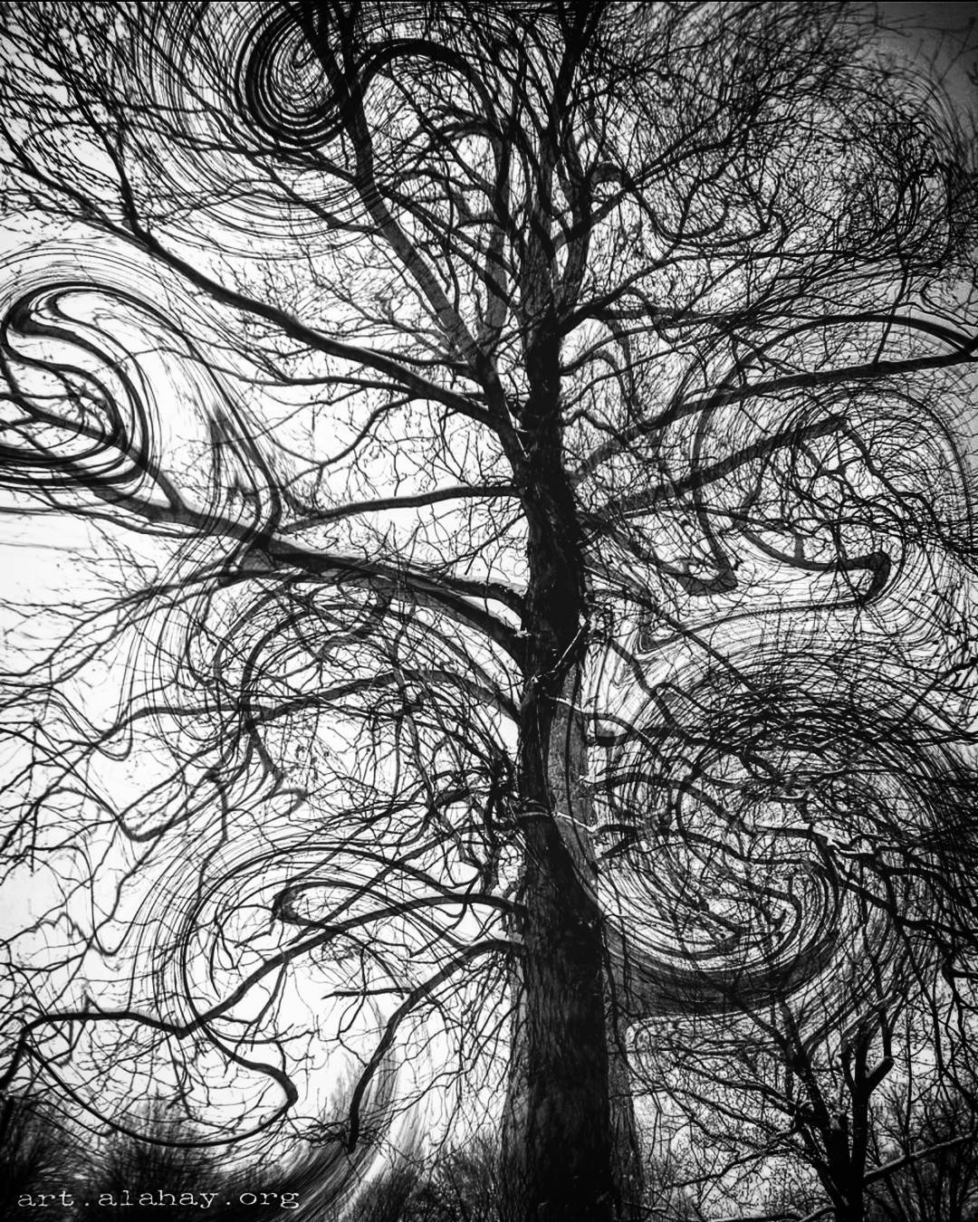 Treellusion .  treeporn  tree  dancingtree  treeon... more monochrome photography at http://bnw.alahay.org