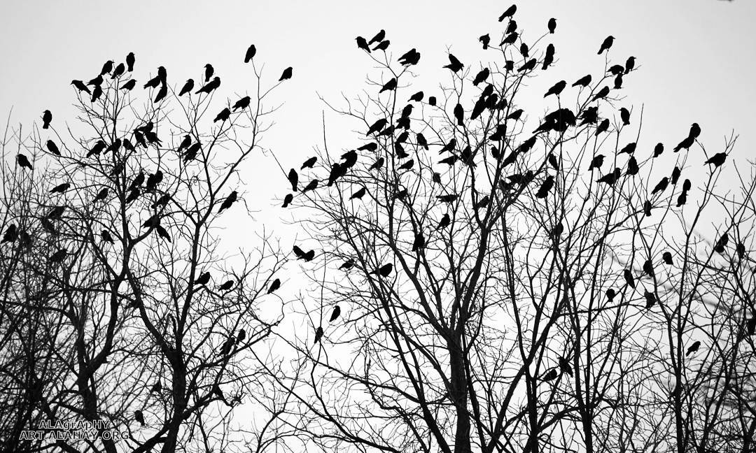  tree  treeporn  birds  birdie  photooftheday  pic... more monochrome photography at http://bnw.alahay.org