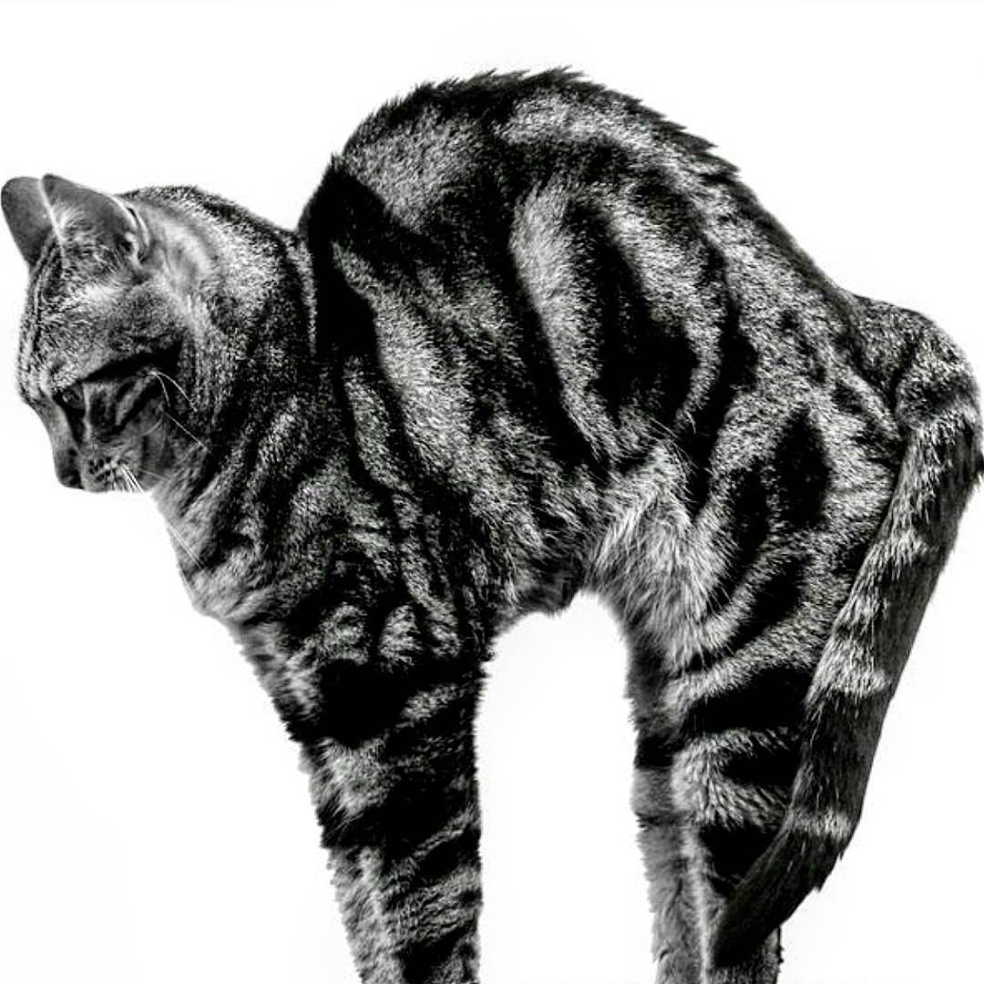  goodmorning. Time to  stretch for endless possibi... more monochrome photography at http://bnw.alahay.org