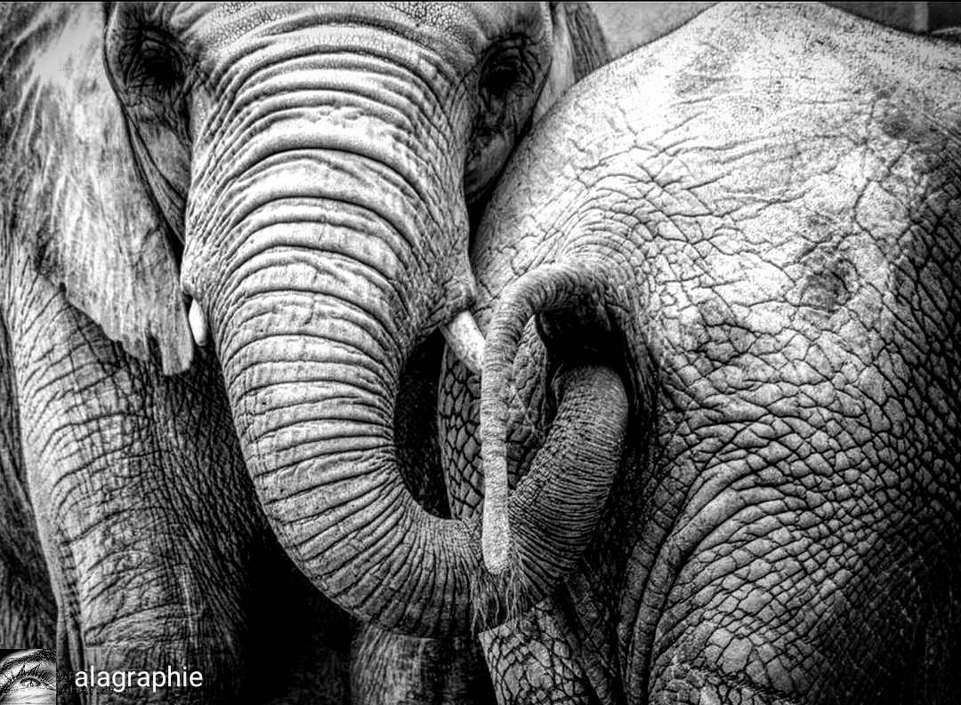  searching for gold .   elephants and their  curio... more monochrome photography at http://bnw.alahay.org
