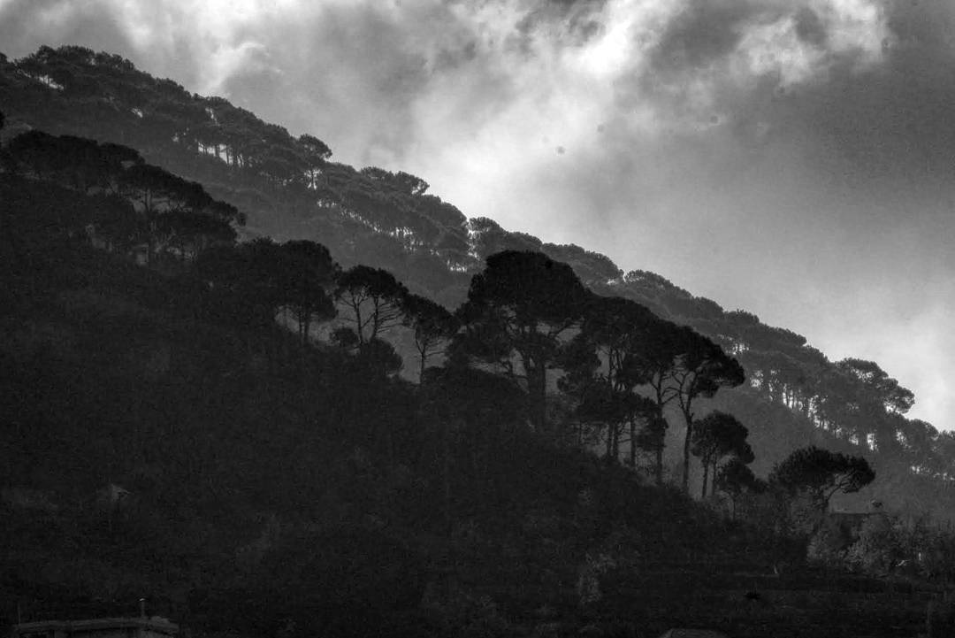 There are 4000  trees, a  tree for each of you. Th... more monochrome photography at http://bnw.alahay.org