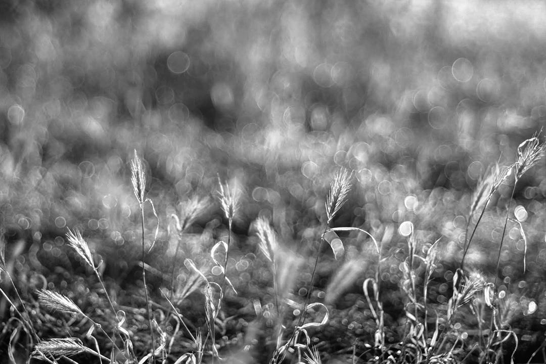 In  blackandwhite the  goldenhour becomes the  sil... more monochrome photography at http://bnw.alahay.org