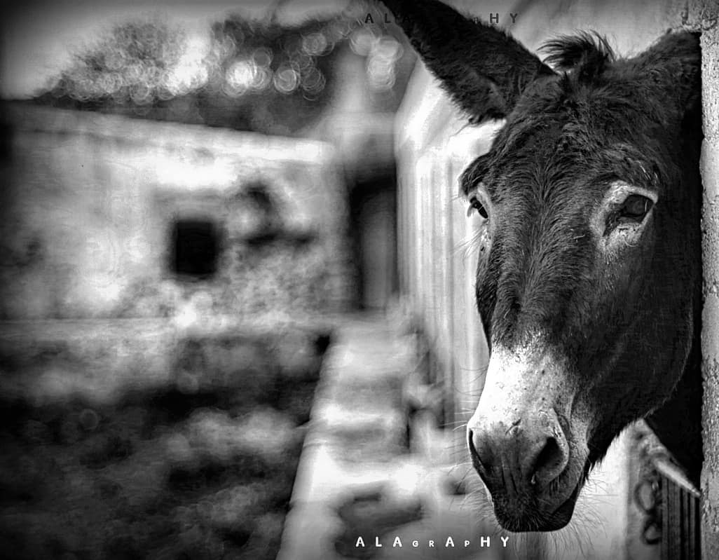  donkey shot (Don Quixote) .  animal_bnw  bnw  bla... more monochrome photography at http://bnw.alahay.org