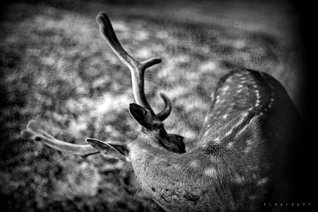 Some days just feel like this .  bambi  bnwmood  b... more monochrome photography at http://bnw.alahay.org