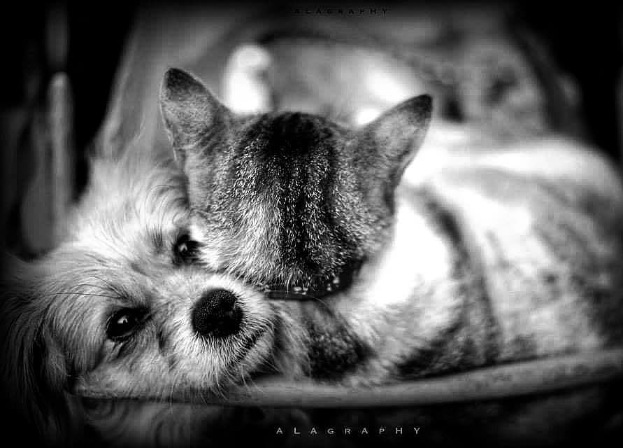in the end let there be no excuses, no explanation... more monochrome photography at http://bnw.alahay.org