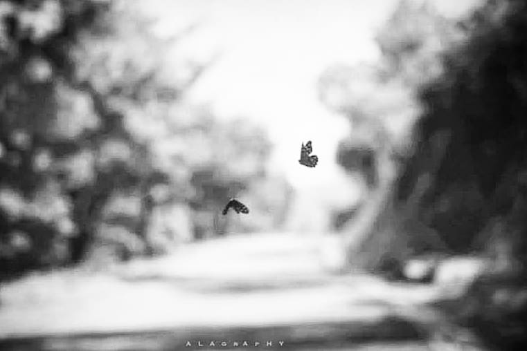 . The butterfly effect That flutters the shutters ... more monochrome photography at http://bnw.alahay.org