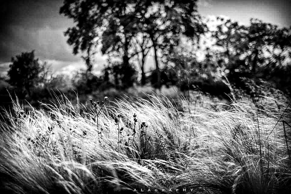Today the wind claims the headlines to blow your m... more monochrome photography at http://bnw.alahay.org