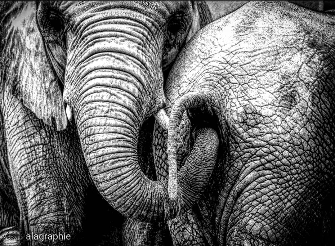 searching for gold .   wildlifephotography  wildli... more monochrome photography at http://bnw.alahay.org