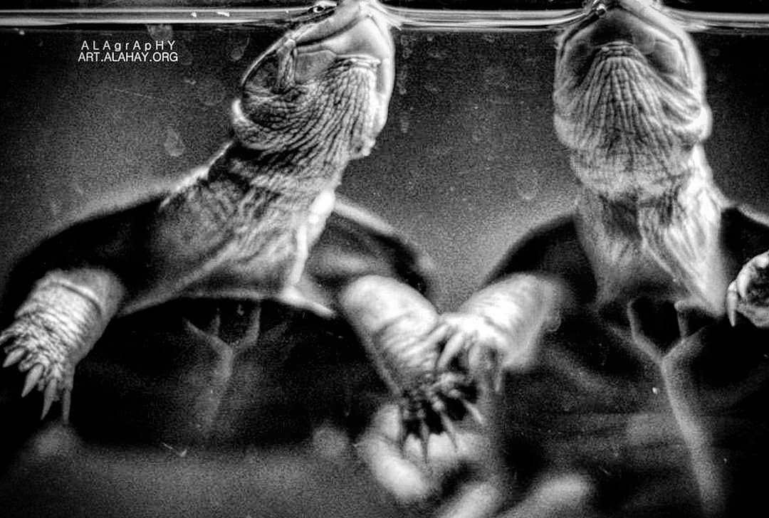 Together forever   turtle  bnwphotography  bnwmood... more monochrome photography at http://bnw.alahay.org