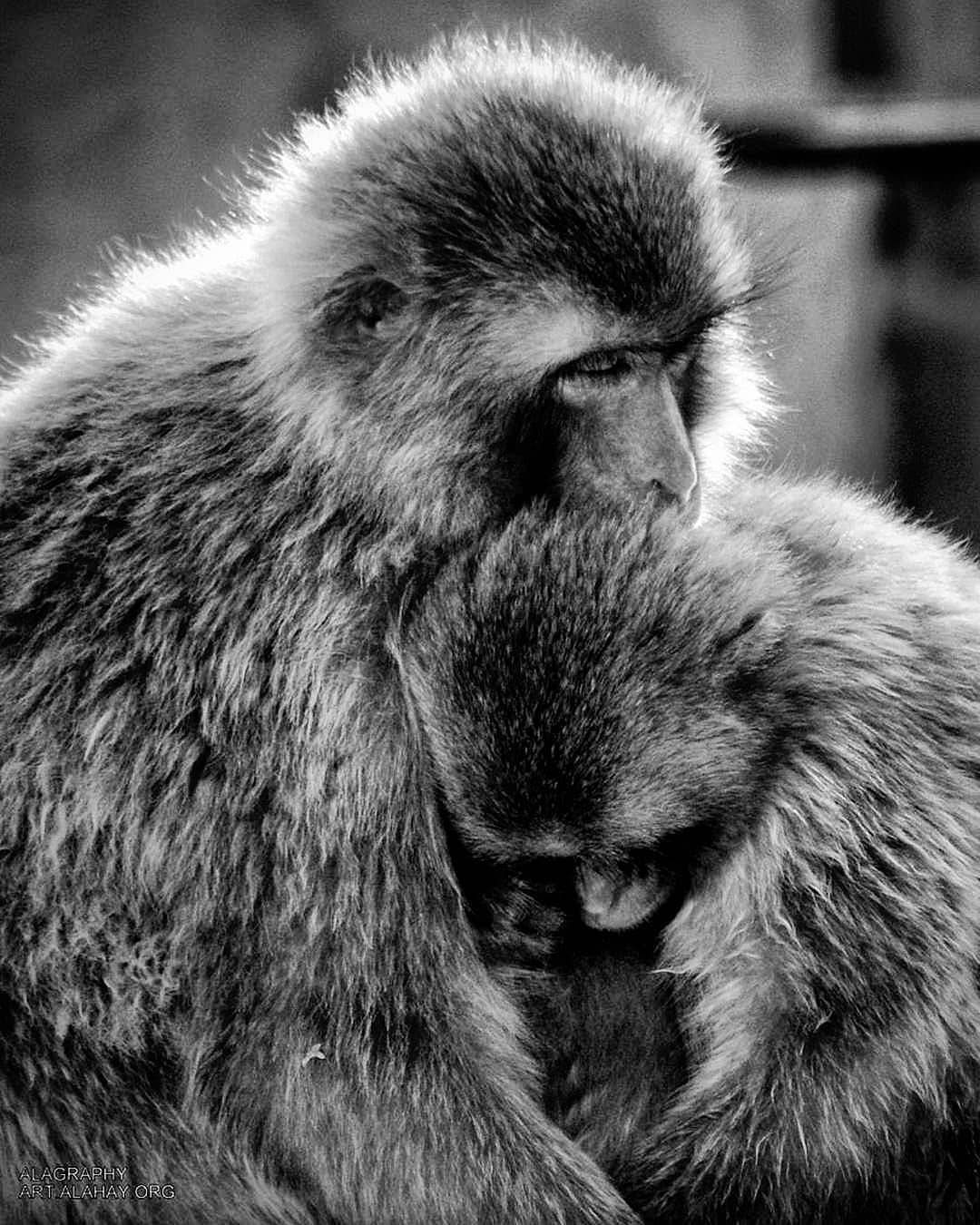Bon week-end  blessed  love  grateful  happy  fami... more monochrome photography at http://bnw.alahay.org