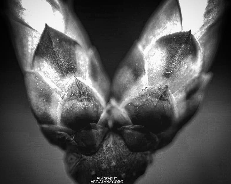 Today I'm buying time from the plant kingdom to se... more monochrome photography at http://bnw.alahay.org