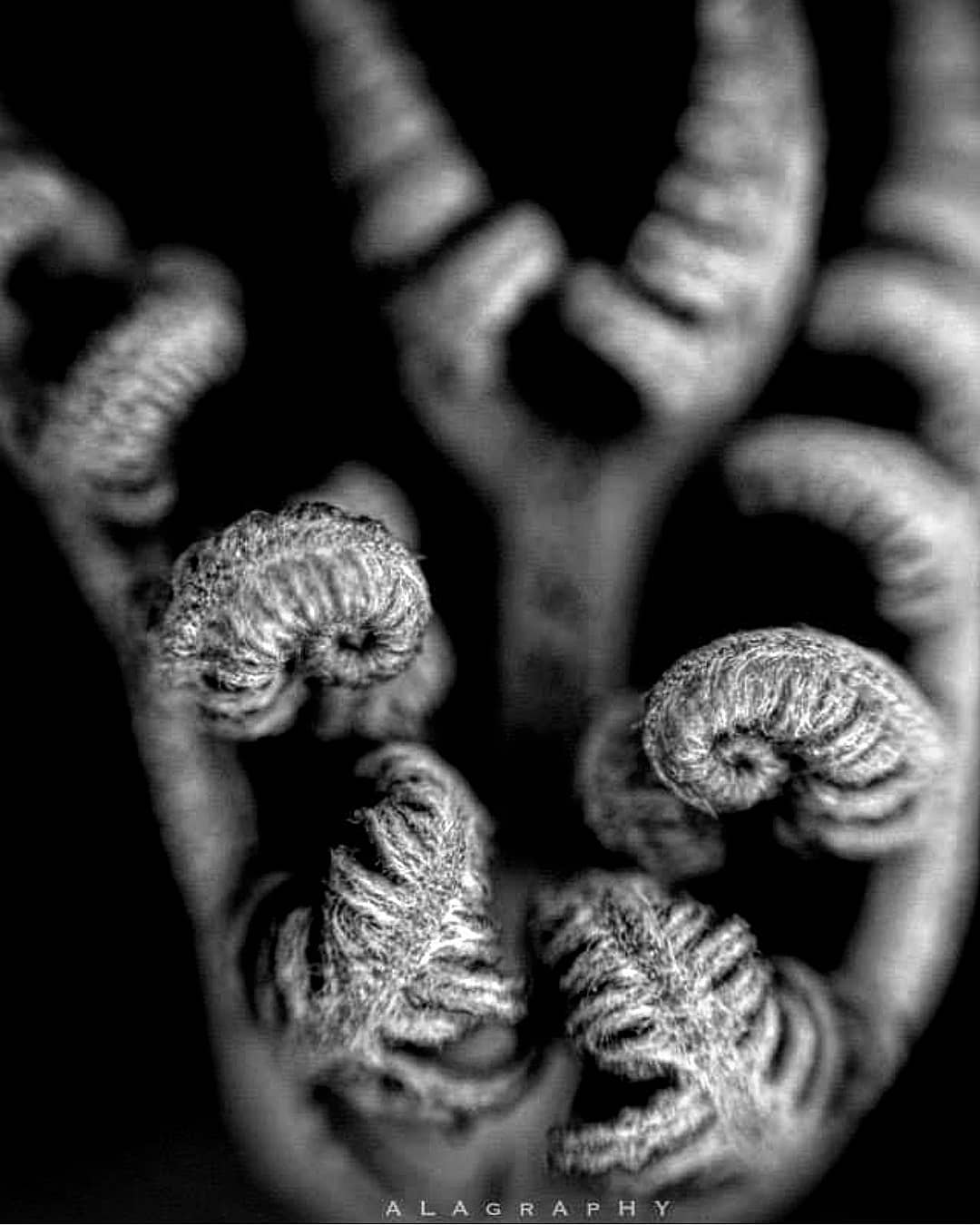 The king of the plant kingdom . I have not posted ... more monochrome photography at http://bnw.alahay.org